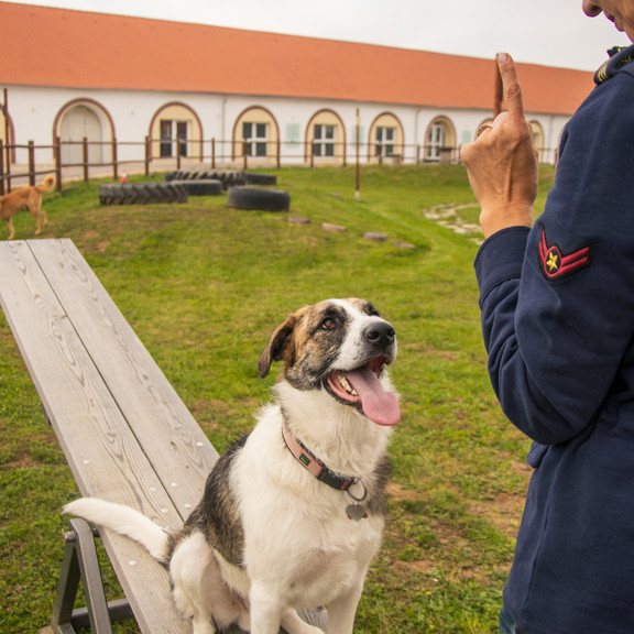 Pro Village kutyapanzió 