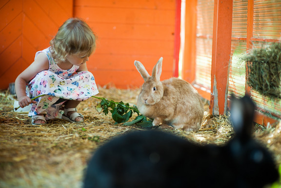 Bunny Hotel